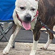 Lucy Lu is registered to the contest to win money with this photo: dog, pitbull, tongue_out, leash, collar, brindle_coat, white_fur, paws, wooden_deck, folding_chair, outdoor, panting, close_up, pet, canine, happy, portrait, muzzle, metal_frame, playful