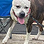 dog, pitbull, tongue_out, leash, collar, brindle_coat, white_fur, paws, wooden_deck, folding_chair, outdoor, panting, close_up, pet, canine, happy, portrait, muzzle, metal_frame, playful