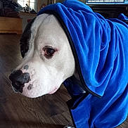 Legend Lancelot is registered to the contest to win money with this photo: dog, pet, blanket, blue_blanket, hood, white_fur, black_spot, close_up, portrait, indoor, living_room, wood_floor, paw, nose, eye, television, furniture, window, cozy, side_eye