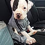 Legend Lancelot is registered to the contest to win money with this photo: puppy, dog, car_seat, hoodie, white_fur, black_patch, pink_nose, paws, leash, window, door, plastic_bag, passenger_seat, sitting, portrait, pet, curious, vehicle_interior, cute, eyes
