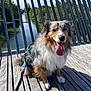 Oslo participe au concours pour gagner de l'argent avec cette photo : animal, australian_shepherd, blue_sky, canine, daylight, dog, fur, happy, harness, leash, nature, outdoor, pet, river, shadow, sitting, sunny, tongue_out, trees, wooden_bridge