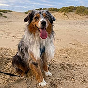 Oslo a rejoint le concours — aidez-le/la à gagner de superbes lots ! animal, australian_shepherd, beach, canine, clouds, dog, dune, fur, grass, happy, leash, nature, outdoor, pet, playful, sand, sitting, sky, smiling, tongue_out