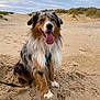 animal, australian_shepherd, beach, canine, clouds, dog, dune, fur, grass, happy, leash, nature, outdoor, pet, playful, sand, sitting, sky, smiling, tongue_out