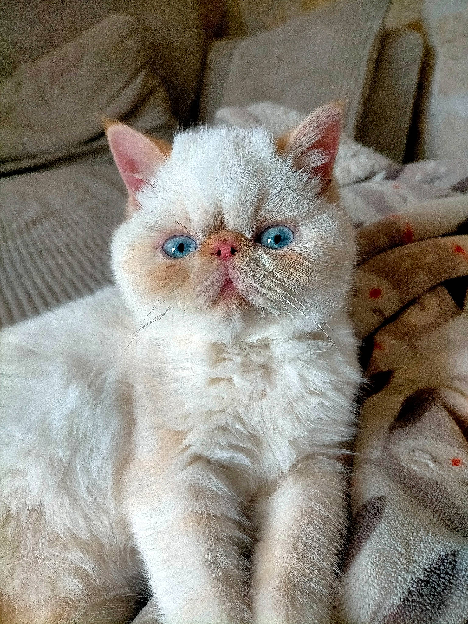 Vanya a rejoint le concours — aidez-le/la à gagner de superbes lots ! carnivore, cat, claw, comfort, fawn, felidae, fur, nail, paw, sitting, small_to_medium_sized_cats, snout, terrestrial_animal, whiskers