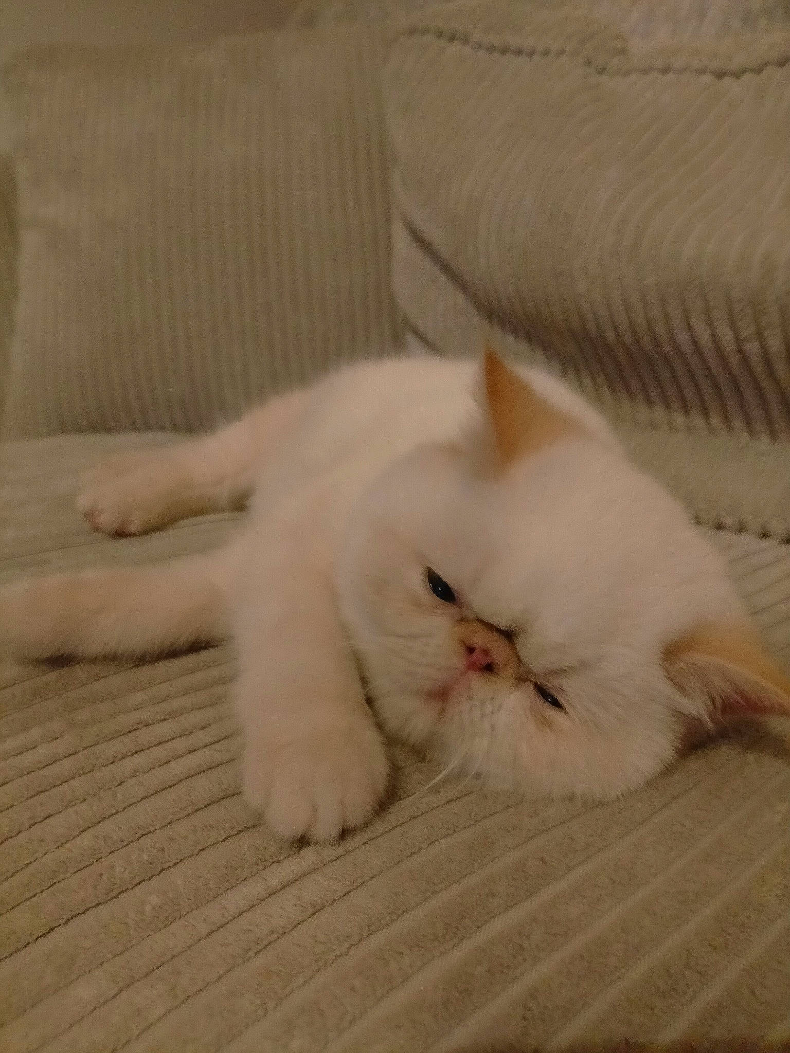 Vanya participe au concours pour gagner de l'argent avec cette photo : carnivore, cat, claw, comfort, fawn, felidae, flooring, foot, fur, hardwood, nap, paw, sleep, small_to_medium_sized_cats, snout, tail, terrestrial_animal, whiskers, wood