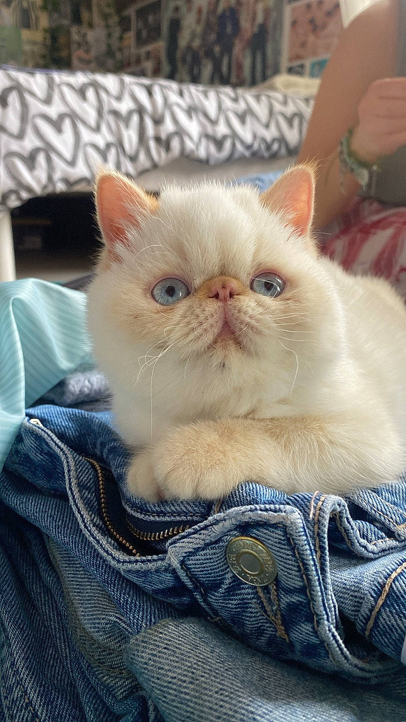 Vanya a rejoint le concours — aidez-le/la à gagner de superbes lots ! carnivore, cat, comfort, fawn, felidae, fur, sitting, small_to_medium_sized_cats, snout, terrestrial_animal, watch, whiskers