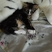 Milo joined the competition — help win amazing prizes! kitten, cat, bed, blanket, fluffy, striped, pet, animal, feline, resting, cute, domestic, comfort, soft, sleepy, indoor, young, cozy, fur, paw