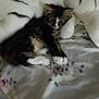 kitten, cat, bed, blanket, fluffy, striped, pet, animal, feline, resting, cute, domestic, comfort, soft, sleepy, indoor, young, cozy, fur, paw