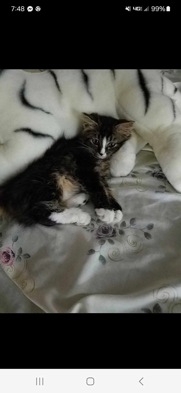 Milo joined the competition — help win amazing prizes! kitten, cat, bed, blanket, fluffy, striped, pet, animal, feline, resting, cute, domestic, comfort, soft, sleepy, indoor, young, cozy, fur, paw