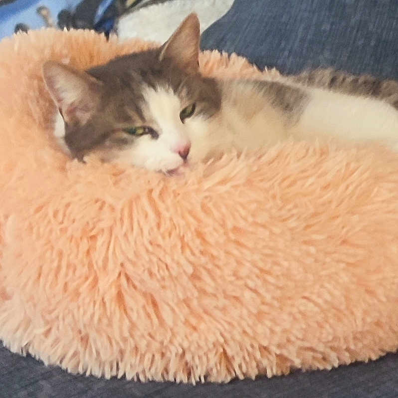 Chat Bébé