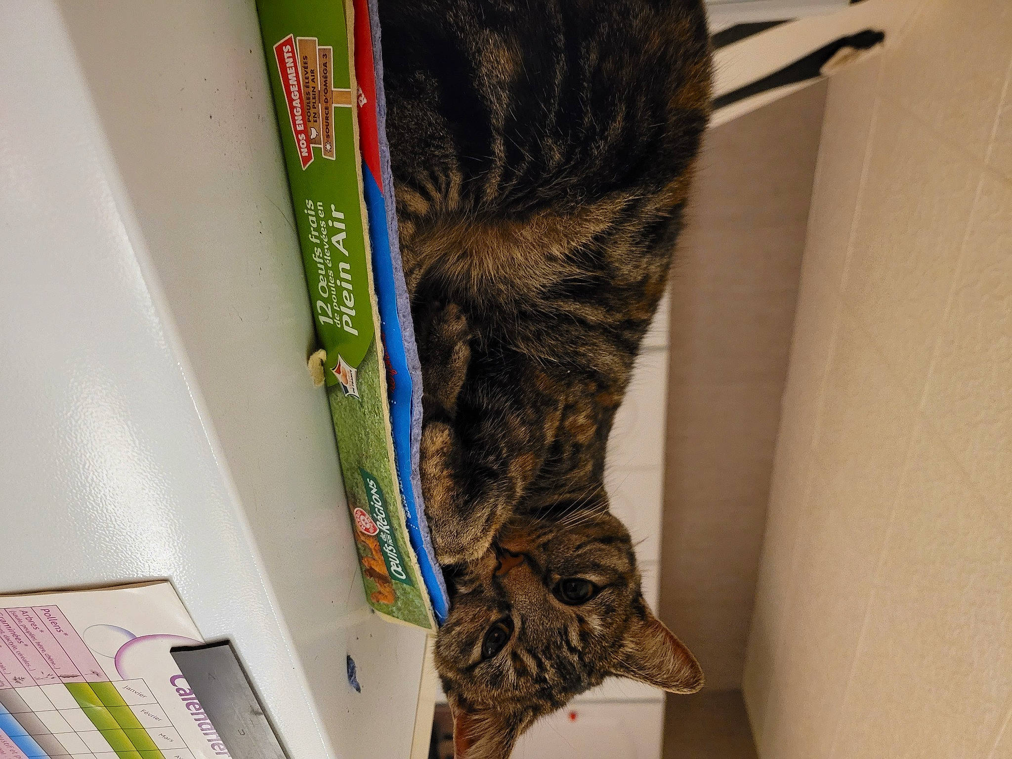 Sweetie participe au concours pour gagner de l'argent avec cette photo : carnivore, cat, cat_supply, domestic_short_haired_cat, felidae, fur, pattern, pet_supply, small_to_medium_sized_cats, tail, terrestrial_animal, whiskers