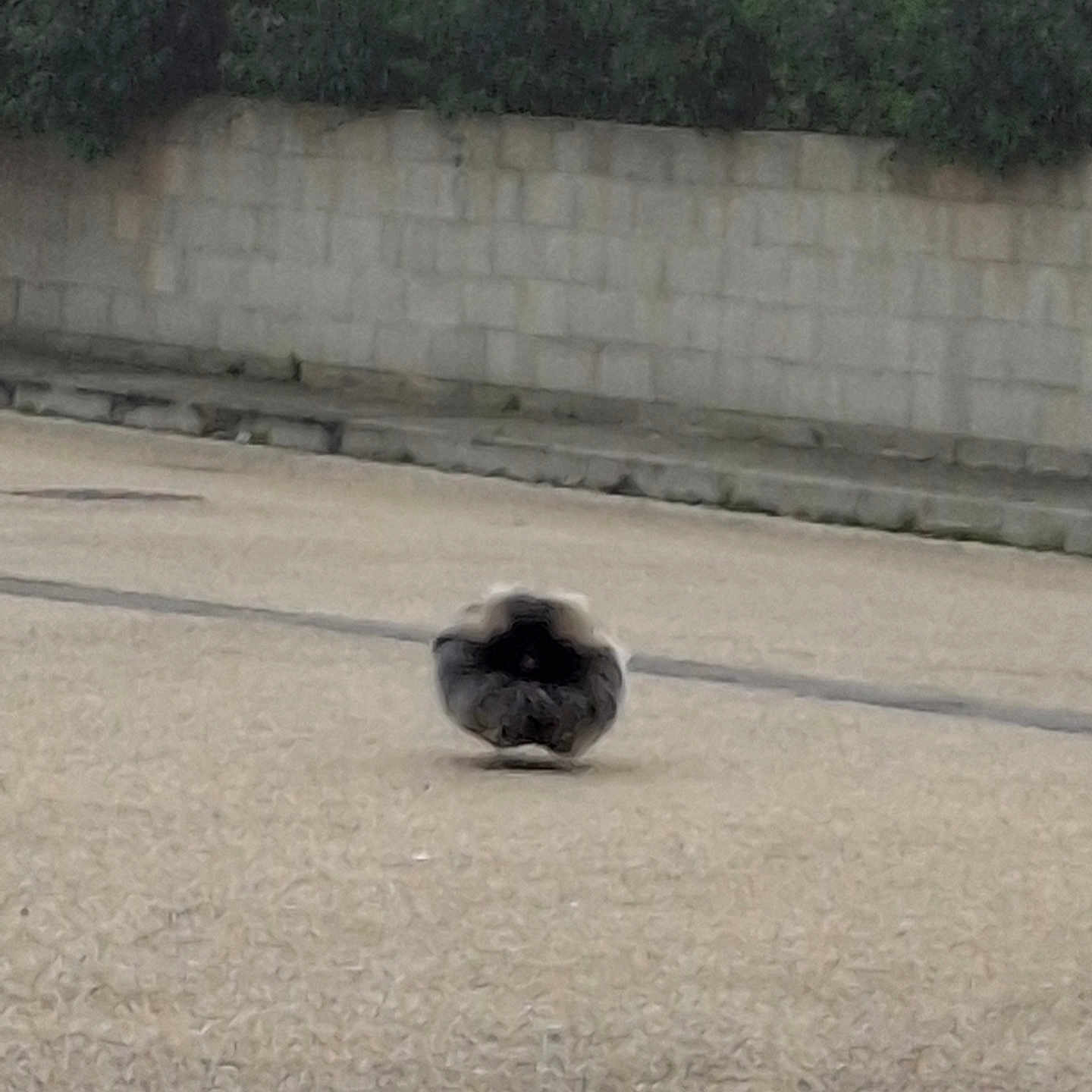 Rambo Dit Pollux