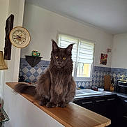 Aubélix participe au concours pour gagner de l'argent avec cette photo : appliance, blinds, cat, clock, countertop, cupboard, cutting_board, fluffy, gray_cat, indoor, kitchen, lamp, mug, pet, scissors, sink, tiled_wall, window, wooden_ledge, yellow_eyes