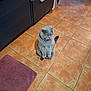 Ice Tea participe au concours pour gagner de l'argent avec cette photo : animal, cabinet, cat, curious, cute, domestic_animal, feline, floor_mat, fur, gray_cat, household, indoor, kitchen, looking, pet, quiet, sitting, tail, tile_floor, whiskers