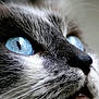 cat, close_up, blue_eyes, fur, animal, pet, whiskers, face, portrait, mammal, cute, feline, soft_light, texture, nature, domestic_animal, whisker, eye_detail, macro, adorable