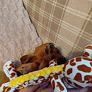 Bandit participe au concours pour gagner de l'argent avec cette photo : animal, blanket, brown_fur, couch, cozy, cute, dachshund, dog, giraffe_toy, home, indoor, lying_down, nap, paw, pet, plush_toy, puppy, sleeping, stuffed_animal, upside_down