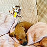 Bandit participe au concours pour gagner de l'argent avec cette photo : animal, bed, bedding, blanket, brown_fur, cow_toy, cozy, cute, dog, floppy_ears, indoors, nap, pet, plush_toy, portrait, puppy, relaxed, sleeping, snout, warm_colors
