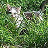 adventure, animal, blurred, camouflage, cat, closeup, curious, daylight, ears, fur, grass, greenery, mammal, nature, outdoor, pet, shy, tail, whiskers, wild