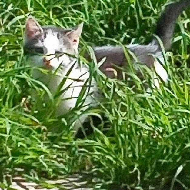 Titi