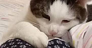 Titi a rejoint le concours — aidez-le/la à gagner de superbes lots ! animal, blanket, cat, close_up, comfort, cozy, cute, domestic, fabric, feline, fur, indoor, patterned_clothing, paw, pet, relaxed, resting, sleepy, soft, whiskers