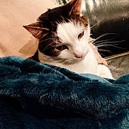 Titi participe au concours pour gagner de l'argent avec cette photo : animal, blanket, cat, closeup, comfort, couch, cozy, cute, domestic, feline, fur, home, indoor, leather, pet, relaxing, resting, soft, warm, whiskers