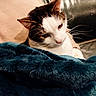 animal, blanket, cat, closeup, comfort, couch, cozy, cute, domestic, feline, fur, home, indoor, leather, pet, relaxing, resting, soft, warm, whiskers