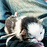 Titi participe au concours pour gagner de l'argent avec cette photo : animal, black_sweater, cat, closeup, clothing, cute, denim, fur, indoor, jeans, kitten, lap, newborn, paws, pet, resting, sleeping, soft, tiny, young