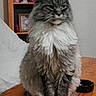 cat, fluffy, sitting, indoor, wooden_table, feline, pet, fur, calm, majestic, gray, white_paws, portrait, household, domestic, animal, furniture, shelf, picture_frame, relaxed