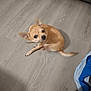 dog, small_dog, tan_dog, pet, indoor, floor, wooden_floor, curious, ears, sitting, looking_up, animal, companion, cute, domestic_animal, flooring, brown, canine, home, clothing