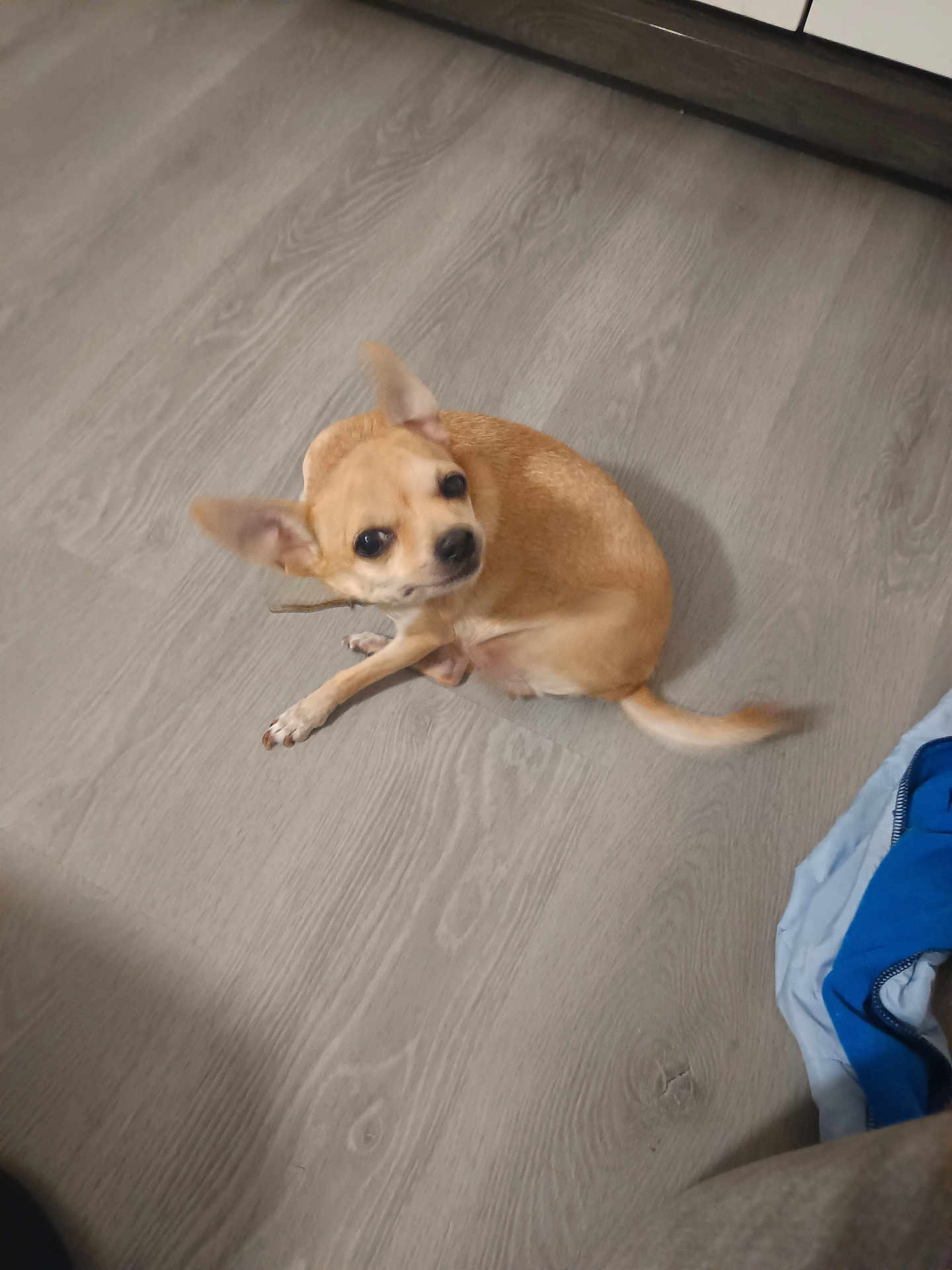 Maya a rejoint le concours — aidez-le/la à gagner de superbes lots ! dog, small_dog, tan_dog, pet, indoor, floor, wooden_floor, curious, ears, sitting, looking_up, animal, companion, cute, domestic_animal, flooring, brown, canine, home, clothing