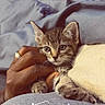 Theo joined the competition — help win amazing prizes! kitten, cat, tabby, hand, blanket, cozy, indoor, pet, fur, whiskers, cute, small, resting, comfort, human_hand, animal, sleepy, soft, warm, young