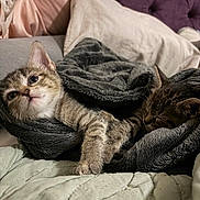 Theo joined the competition — help win amazing prizes! kitten, cat, tabby, blanket, sleeping, curious, pet, cozy, fur, bed, pillow, indoor, cute, animal, resting, snuggling, domestic, soft, companion, warm