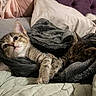 kitten, cat, tabby, blanket, sleeping, curious, pet, cozy, fur, bed, pillow, indoor, cute, animal, resting, snuggling, domestic, soft, companion, warm