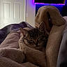 Theo joined the competition — help win amazing prizes! cat, kitten, sleeping, blanket, cozy, indoor, soft, fur, tabby, resting, bedroom, comfort, warm, fleece, animal, pet, cute, relaxation, snuggle, closeup