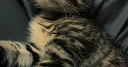 Theo joined the competition — help win amazing prizes! kitten, tabby, cat, pet, animal, feline, fur, whiskers, ears, eyes, soft, cute, young, domestic, striped, laying, resting, closeup, indoor, curious