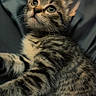 kitten, tabby, cat, pet, animal, feline, fur, whiskers, ears, eyes, soft, cute, young, domestic, striped, laying, resting, closeup, indoor, curious