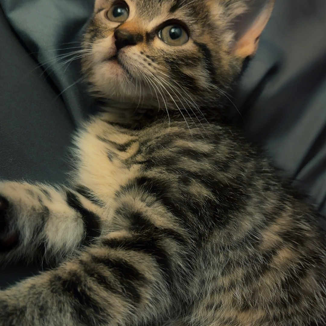 Theo joined the competition — help win amazing prizes! kitten, tabby, cat, pet, animal, feline, fur, whiskers, ears, eyes, soft, cute, young, domestic, striped, laying, resting, closeup, indoor, curious