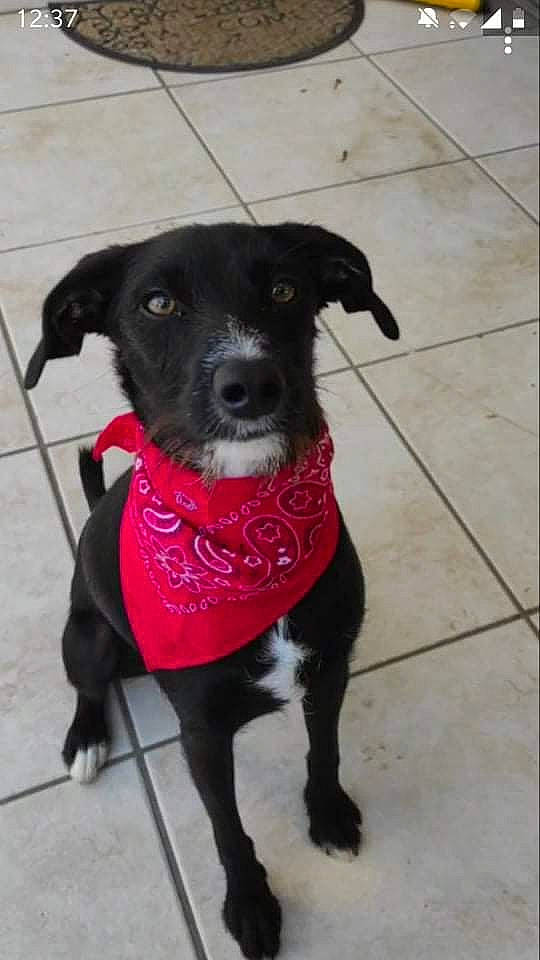 Rocco participe au concours pour gagner de l'argent avec cette photo : borador, carnivore, collar, companion_dog, dog, dog_breed, dog_collar, dog_supply, fashion_accessory, fawn, fur, grey, leash, pet_supply, snout, tail, tile_flooring, vertebrate, whiskers, working_animal