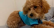 Milo is registered to the contest to win money with this photo: dog, puppy, curly_fur, apricot_fur, blue_shirt, pet_clothing, fluffy, brown_dog, sitting, lying_down, bed, blanket, bedroom, indoor, portrait, closeup, puppy_eyes, collar, relaxed, cute