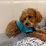dog, puppy, curly_fur, apricot_fur, blue_shirt, pet_clothing, fluffy, brown_dog, sitting, lying_down, bed, blanket, bedroom, indoor, portrait, closeup, puppy_eyes, collar, relaxed, cute