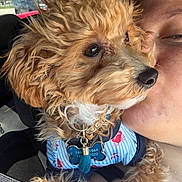 Milo joined the competition — help win amazing prizes! dog, pet, fluffy, curly_hair, golden_brown, white_fur, close_up, selfie, person, face, car, vehicle, interior, collar, dog_tags, clothing, blue_outfit, sitting, outdoor_background, cute