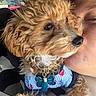 dog, pet, fluffy, curly_hair, golden_brown, white_fur, close_up, selfie, person, face, car, vehicle, interior, collar, dog_tags, clothing, blue_outfit, sitting, outdoor_background, cute