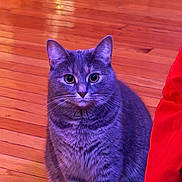 Mochi is registered to the contest to win money with this photo: cat, gray_tabby, sitting, wooden_floor, indoor, pet, feline, fur, whiskers, ears, alert, purple_light, red_object, domestic_animal, animal_portrait, cute, closeup, mammal, house_pet, looking