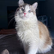 Big Mac is registered to the contest to win money with this photo: cat, fluffy, blue_eyes, whiskers, bed, quilt, indoor, pet, feline, soft_light, close_up, white_fur, cream_fur, portrait, animal, cute, domestic_cat, relaxed, house, mammal