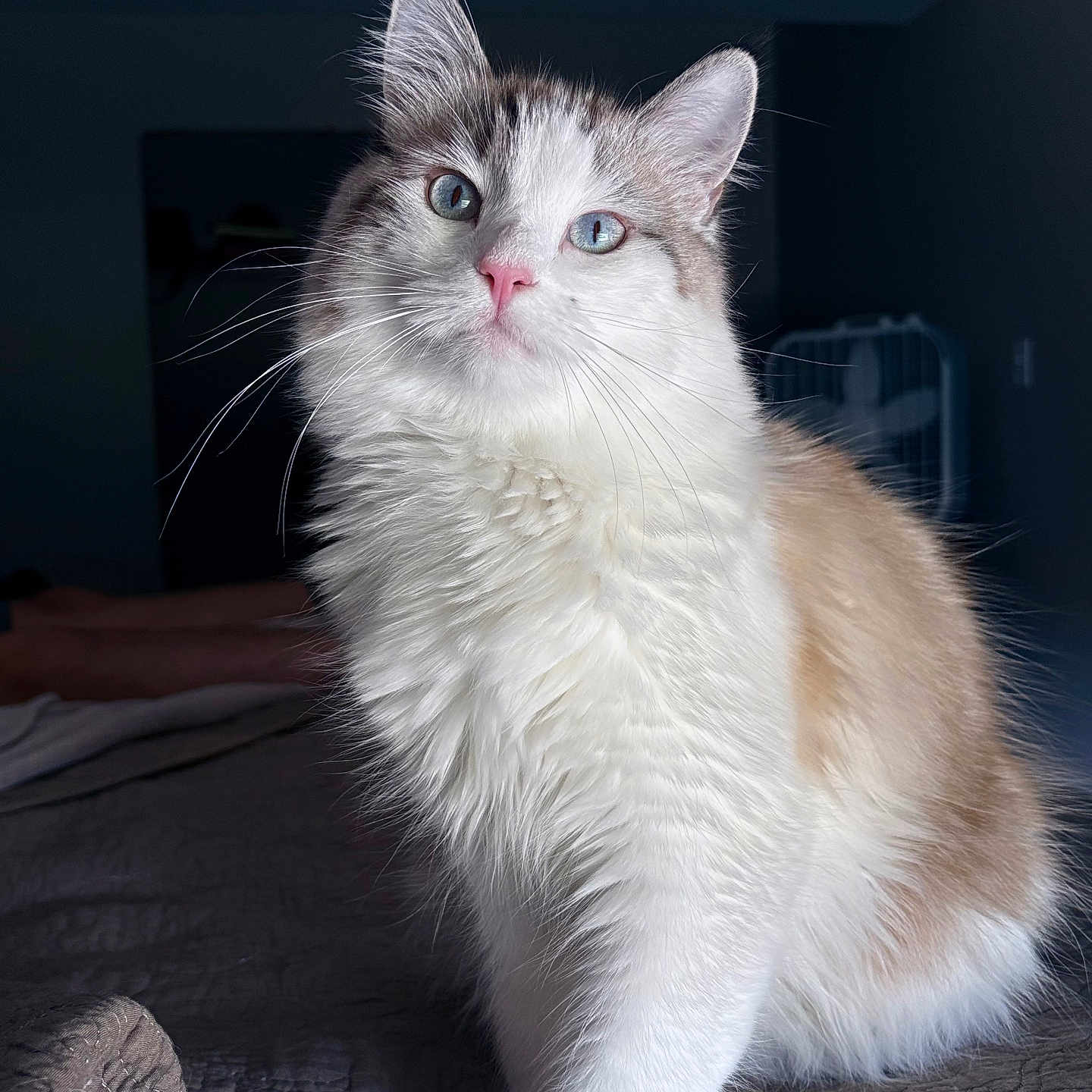 Big Mac is registered to the contest to win money with this photo: cat, fluffy, blue_eyes, whiskers, bed, quilt, indoor, pet, feline, soft_light, close_up, white_fur, cream_fur, portrait, animal, cute, domestic_cat, relaxed, house, mammal