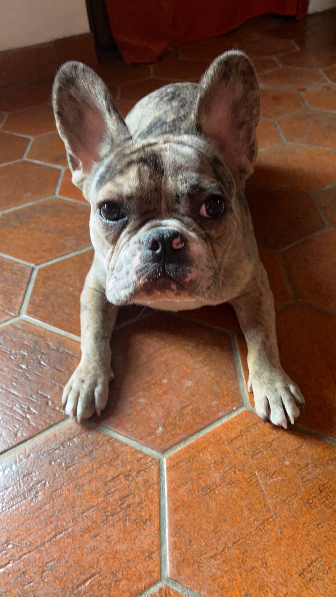 Taya a rejoint le concours — aidez-le/la à gagner de superbes lots ! bulldog, canidae, carnivore, companion_dog, dog, dog_breed, ear, fawn, flooring, french_bulldog, molosser, non_sporting_group, snout, sporting_group, terrestrial_animal, toy_dog, whiskers, wood, working_animal, wrinkle