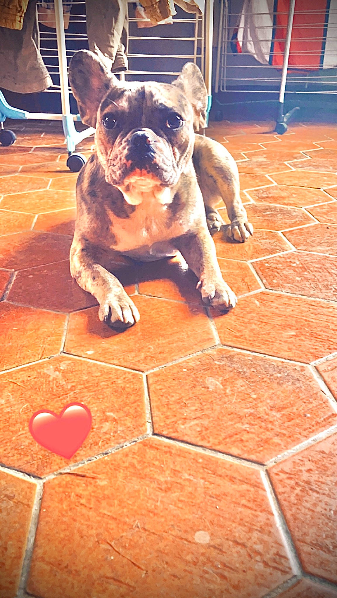 Taya participe au concours pour gagner de l'argent avec cette photo : brick, bulldog, canidae, carnivore, chair, companion_dog, dog, dog_breed, fawn, floor, flooring, french_bulldog, hardwood, road_surface, snout, sporting_group, toy_dog, wood, working_animal, wrinkle