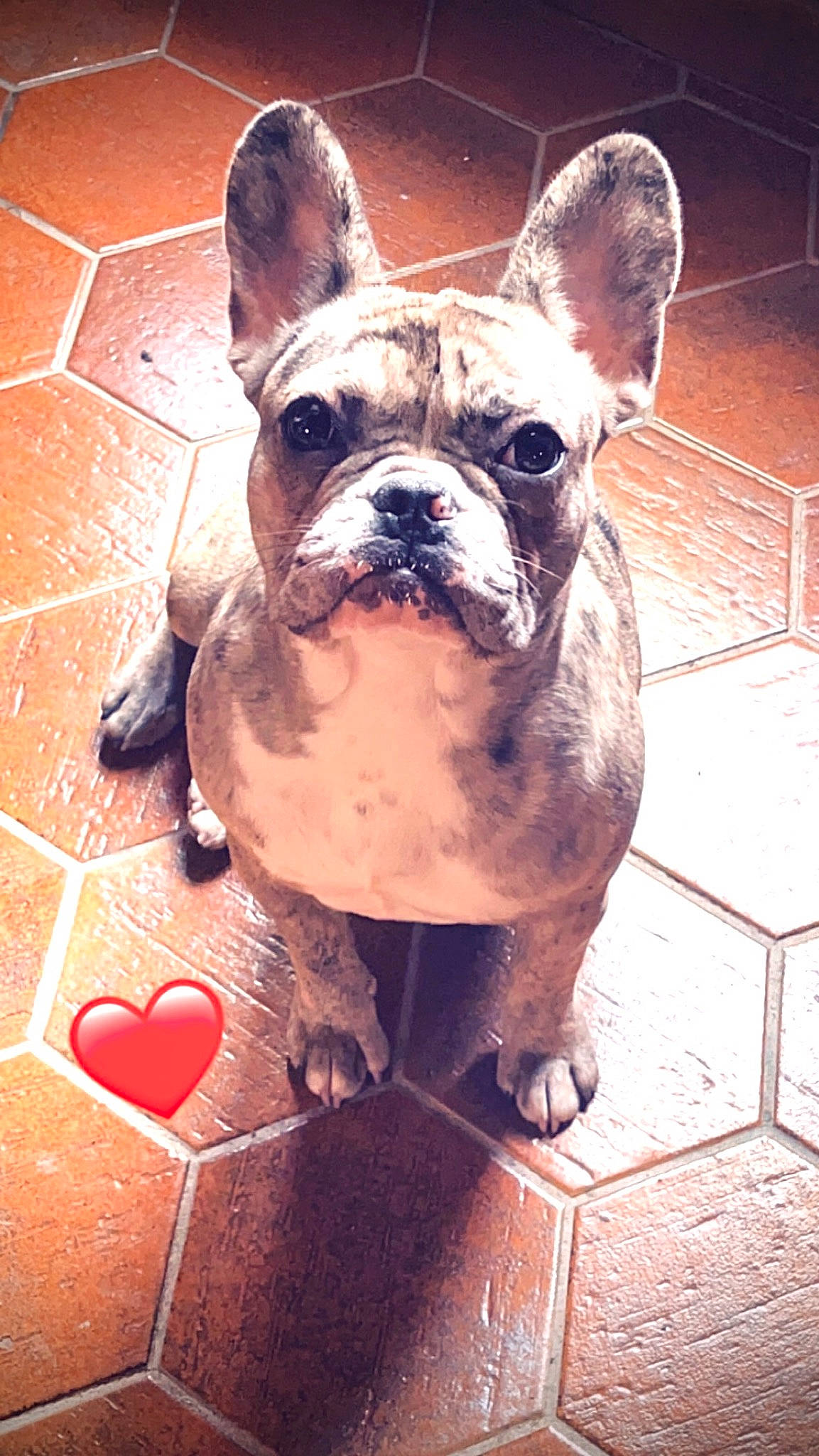 Taya participe au concours pour gagner de l'argent avec cette photo : bulldog, canidae, carnivore, companion_dog, dog, dog_breed, dog_collar, ear, eye, fawn, flooring, french_bulldog, molosser, snout, sporting_group, terrestrial_animal, toy_dog, whiskers, working_animal, wrinkle