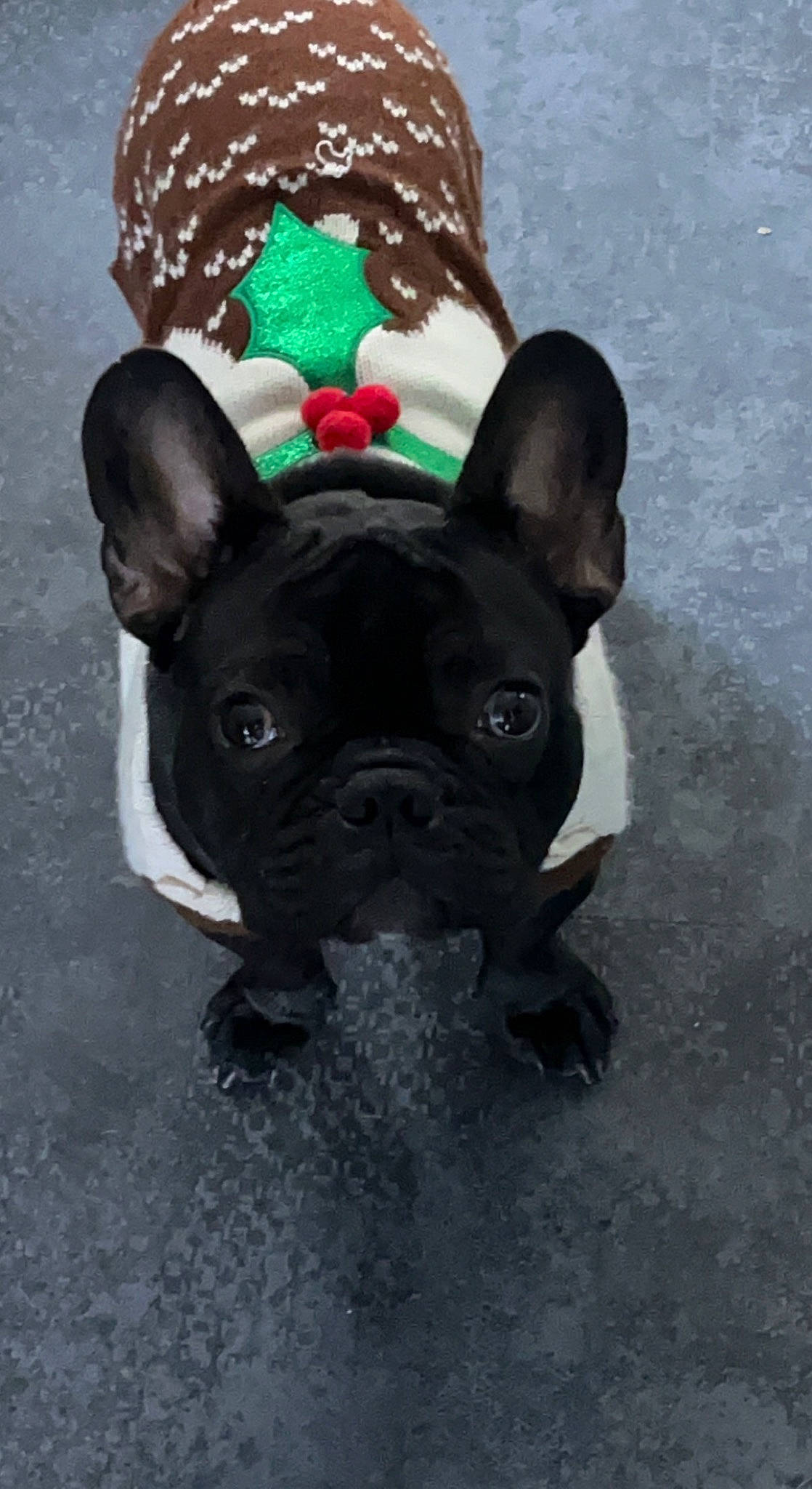 Sisko a rejoint le concours — aidez-le/la à gagner de superbes lots ! art, boston_terrier, bulldog, canidae, carnivore, companion_dog, dog, dog_breed, ear, fawn, french_bulldog, grass, non_sporting_group, sculpture, snout, sporting_group, terrestrial_animal, toy_dog, whiskers, working_animal