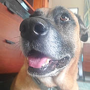 Misha joined the competition — help win amazing prizes! dog, close_up, tongue_out, indoor, furniture, wooden_drawer, plant, happy, pet, canine, brown_fur, black_nose, mouth_open, animal, houseplant, living_room, collar, portrait, domestic_dog, friendly